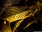 GOLDEN WET LEAVES