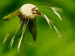 MACRO GRASS HEAD