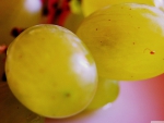 WHITE GRAPES CLOSE UP
