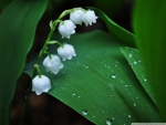 LILY OF THE VALLEY