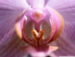 LIPS OF AN ORCHID