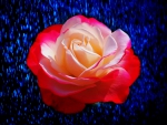 Rose With Enhanced Background
