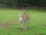 mother and baby deer