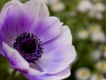 Purple poppy