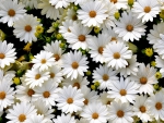 *** White daisies ***