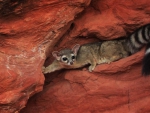 Ring-tailed cat