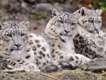 Anatolian Leopards