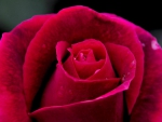 Red rose