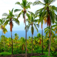 Palm Trees on Big Island Hawaii Polynesia
