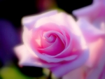 SILKY PINK ROSE