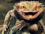 BEARDED DRAGON