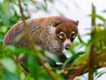 Coati