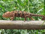 CHARMELEON