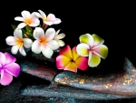 Plumeria