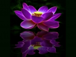 Lotus reflections