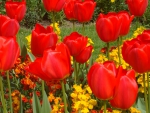 ~Tulips~