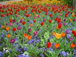 ~Tulips World~