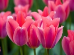 ~Pink Tulips~