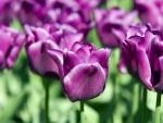 ~Purple Tulips~