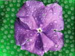 ~Purple Flower~
