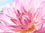 ~Pink Dahlia~