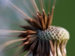 MACRO OF A SEED HEAD