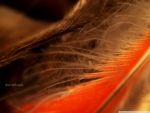 MACRO OF AN ORANGE FEATHER