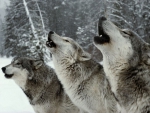 Time to Howl