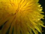 MACRO OF A DANDELION