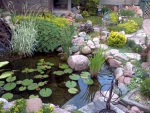 BACKYARD WATER GARDEN