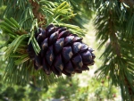 PINE CONE IN THE FOREST