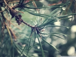 PINE BRANCH AFTER THE RAIN