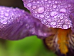 ORCHID WEIGHTED WITH RAIN