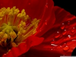 POPPY RED AND BEAUTIFUL