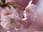 MACRO OF PLUM FLOWERS