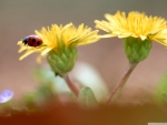 LADY BUG ON YELLOW FLOWERS