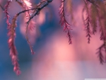 PINK CONIFER TREE BRANCHES