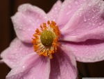 PINK FLOWER WITH WATER DROPLETS