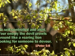 1Peter 5:8