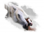 Mother Love - Horses F2Cmp