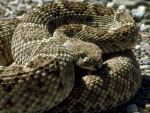 Rattlesnake 2