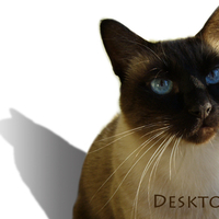 Remi the desktop cat