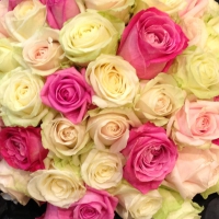 Beautiful roses