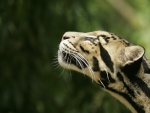 CLOUDED LEOPARD