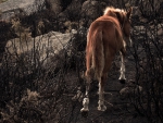 Lone Horse