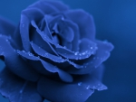 Blue Rose for Carol