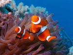 Clown Fish
