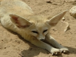 Fennec Fox
