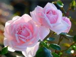 Beautiful pink roses