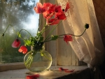 poppies at the window